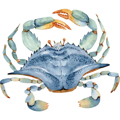 dungeness crab